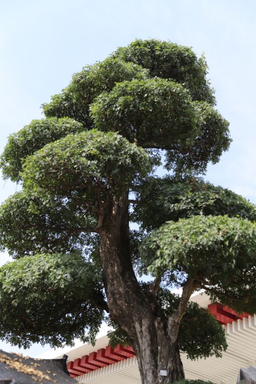 熊猫体育中心的颜值(图15)